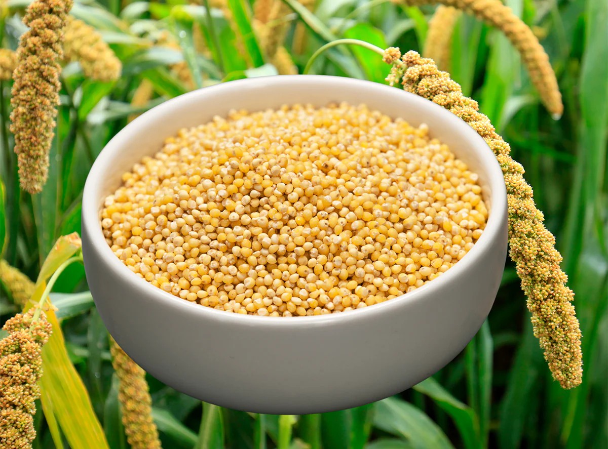 FoxtailMillet